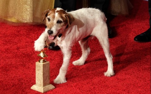 Conoce a Uggie, el perro que se robó las miradas en los Globos de Oro