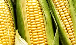 Derivados de maíz argentino ingresarán a China