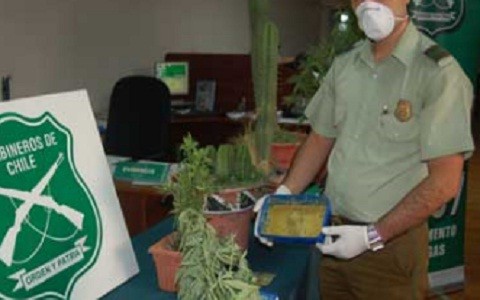 Chile: Capturan a sujeto que creaba galletas con marihuana