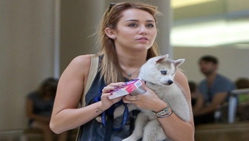 Miley Cyrus tiene nueva mascota (video)