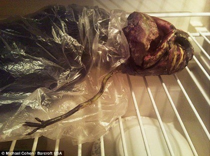 Extraterrestre fue guardado en un freezer (Fotos)