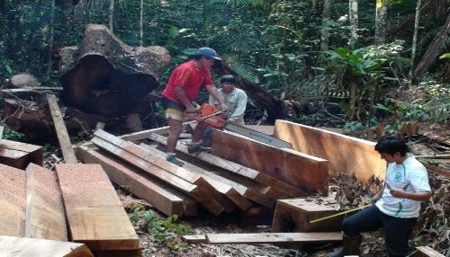Recuperan más de 15 mil pies de madera talada ilegalmente