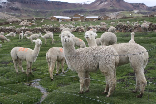 [Huancavelica] Productores celebran 'Día Regional de la Alpaca'