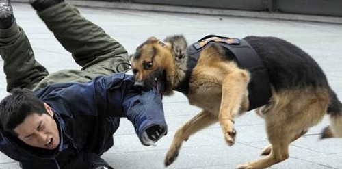 Uruguay busca declarar el 15 de octubre como Día del Perro Policía