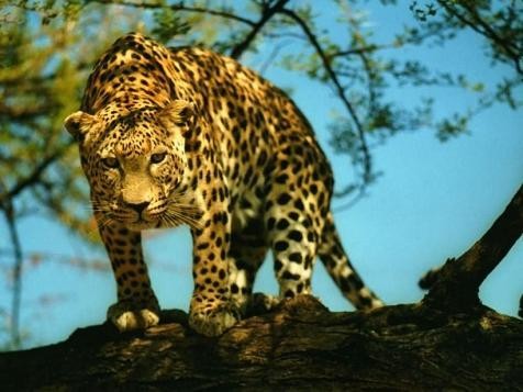 Un Leopardo habría matado a 15 personas en Nepal
