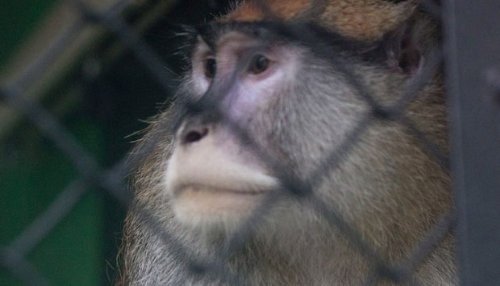 Un mono es golpeado hasta la muerte durante un intento de robo