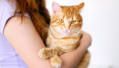 Parásito que vive en los gatos puede infectar el cerebro humano