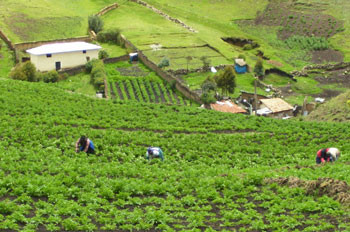 [Huancavelica] Más de seis millones de prima para Seguro Agrario Catastrófico