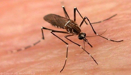 Casos de dengue empiezan a descender en región Loreto