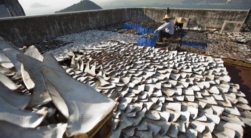 Cerca de 18.000 aletas de tiburón fueron fotografiadas en un tejado de Hong Kong [FOTOS]