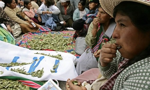 Bolivia: Gobierno adelanta la despenalización del masticado de hoja de coca