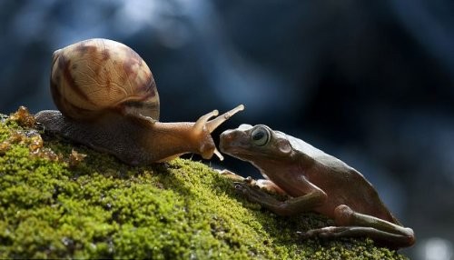 Un caracol transporta a un perezoso compañero sobre su concha [FOTOS]