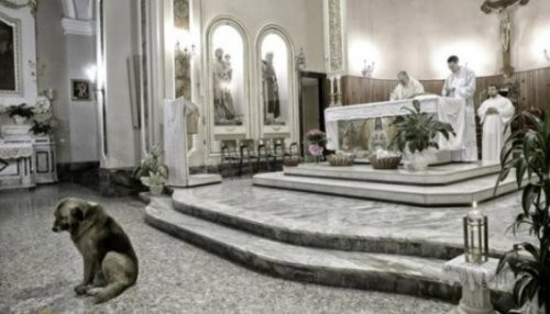 Ciccio el perro que asiste a la iglesia todos los días