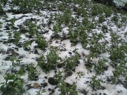 Gobierno Regional de Huancavelica distribuye urea agrícola a campesinos afectados por granizadas