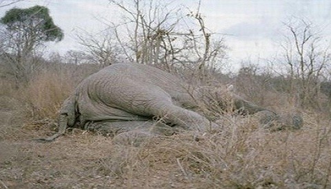 Camerún: Guerrilleros matan 200 elefantes para financiar sus actividades