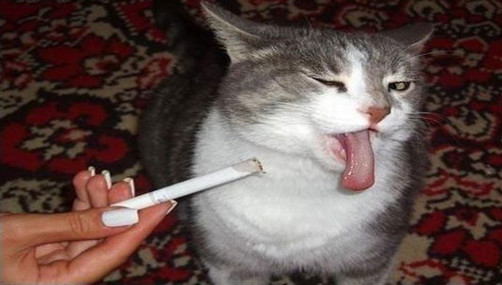 Video: Gato es un fumador empedernido
