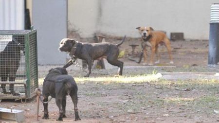 Delincuentes ahora secuestran perros