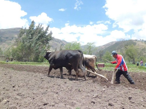 [Huancavelica] Oportunidad para productores agropecuarios de Tayacaja