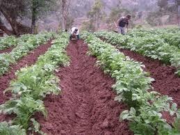 Hoy jueves (7 de febrero) validan Agenda Agraria de Huancavelica