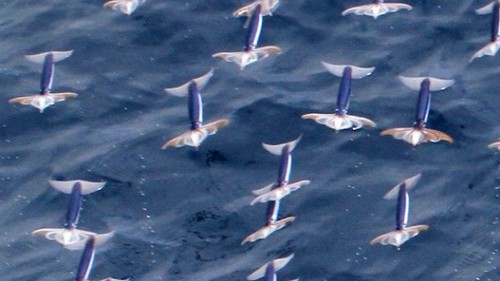 Calamares voladores impresionan a científicos Calamares voladores impresionan a científicos