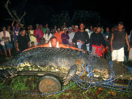 El cocodrilo más grande del mundo murió