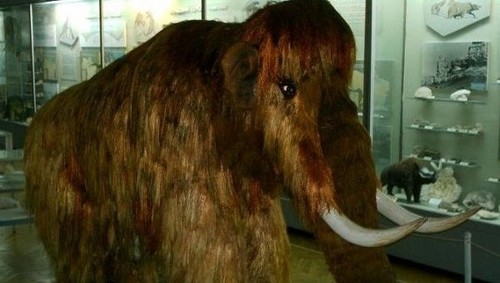Científicos rusos estudiarán por primera vez el cerebro del mamut Yuka