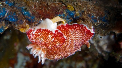 Babosas marinas tienen la capacidad de remplazar su pene 'desechable' Babosas marinas tienen la capacidad de remplazar su pene 'desechable'