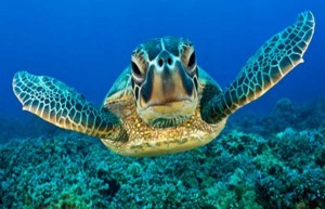 Científicos predicen la extinción en 20 años para las tortugas verdes del Pacífico