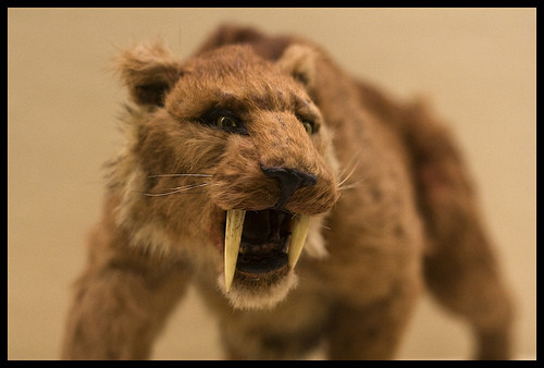 Descubren que el Tigre colmillos de sable son originarios de América