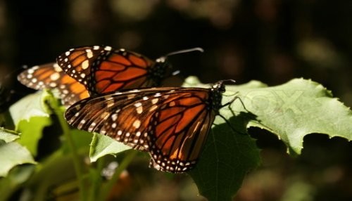 Mariposas Monarca en peligro de extinción