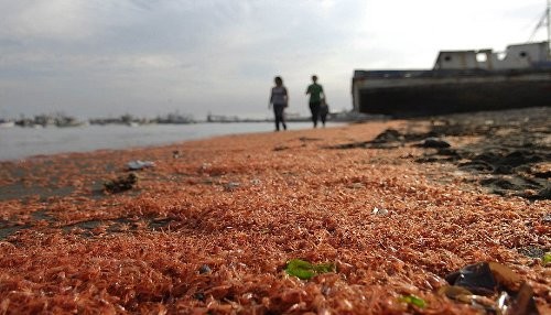 Millones de camarones aparecen muertos en las costas de Chile [FOTOS]
