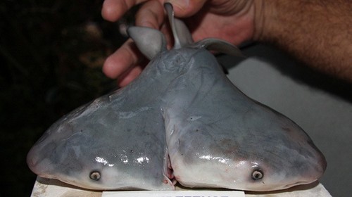 Científicos descubre un Tiburón Toro de dos cabezas