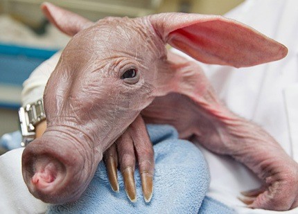 Nace en Rusia el primer  cerdo hormiguero