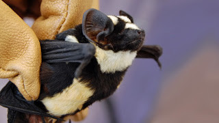 Científicos descubren una nueva especie de murciélago