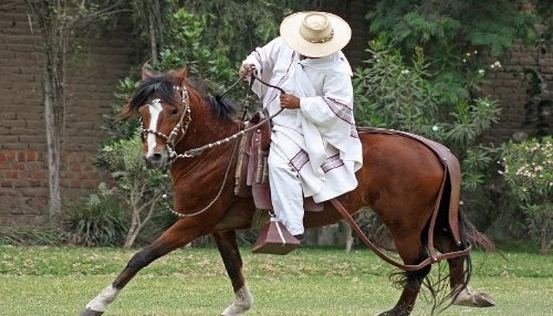 Se reconoció públicamente al Caballo Peruano de Paso como producto bandera