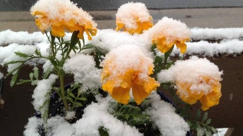 EE.UU: Atípica nevada en plena primavera