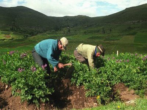 [Huancavelica] MINAG invierte más de 7 millones en 42 proyectos productivos