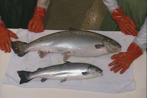 Universidad Newfoundland Memorial de Quebec advierte riesgos para salud y ambiente de salmón transgénico