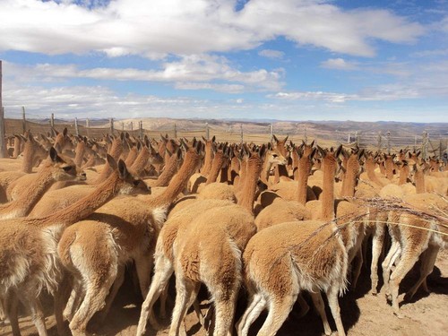 [Huancavelica] Acopian más de 35 kilos de fibra de vicuña