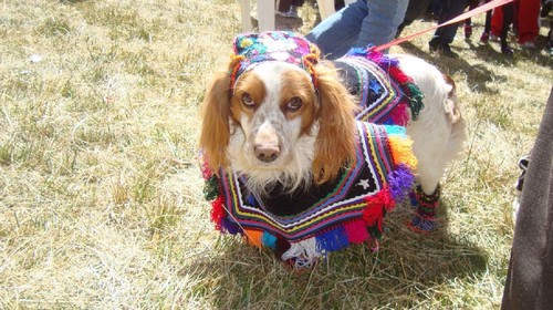 DIRESA Huancavelica organiza Concurso de Mascotas Caninas