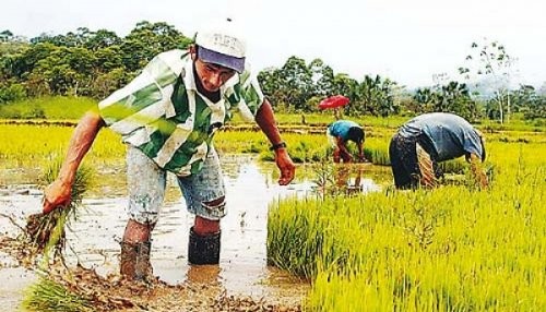 Se promulga ley que crea el Ministerio de Agricultura y Riego (MINAGRI)