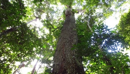 Bosque Benjamín II, nueva Área de Conservación Privada