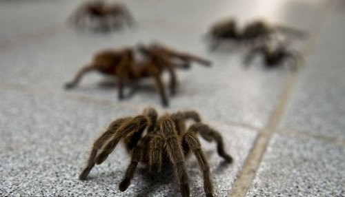 Chile: Hombre tiene una granja con 5000 arañas [FOTOS]