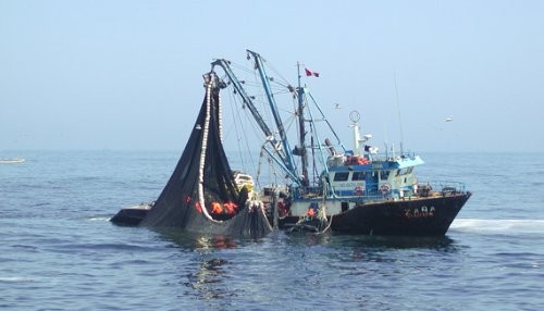 Embarcaciones continuarán con la extracción de anchoveta en el norte del país
