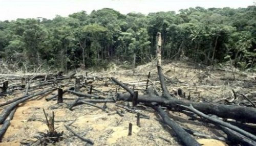 Presentan mapa de deforestación de la Amazonía Peruana