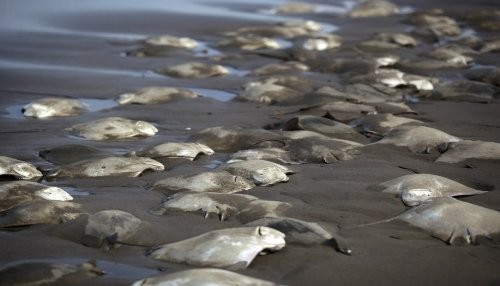 México: 300 mantarrayas aparecieron varadas en una playa en Veracruz [FOTOS]