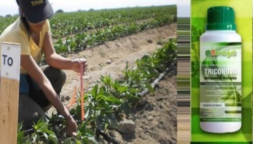 Empresa produce fungicida biológico que controla hongos dañinos para cultivos Empresa produce fungicida biológico que controla hongos dañinos para cultivos