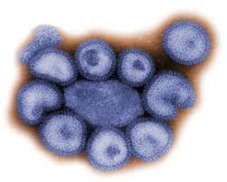 La Gripe AH1N1 ya cobró 20 víctimas en el Perú