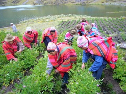 Se ejecutarán 300 planes de negocios para mejorar oferta exportable de 30 mil productores