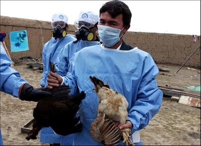 Postergan publicación de informe sobre variante de la gripe aviar